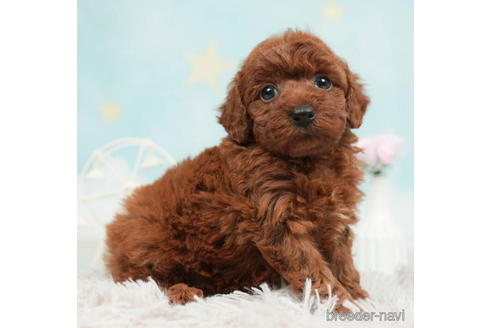 成約済の千葉県のトイプードル-207872の3枚目